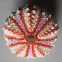 Coelopleurus longicollis 1)  A. Agassiz & H.L. Clark, 1908